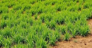 qual a melhor chuteira para campo de terra