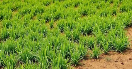 qual a melhor chuteira para campo de terra