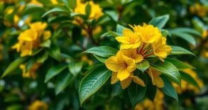 qual a flor nacional do Brasil