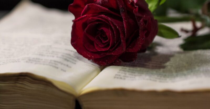 Descubra o erotismo na literatura Uma rosa vermelha fresca repousa sobre as páginas de um livro aberto, criando um contraste visual.